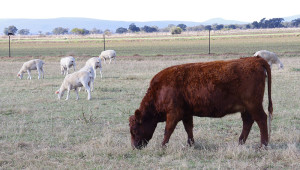 Dexter Cattle and Wiltipol Sheep