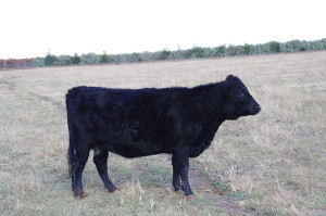 Polled heifer, Callistemon Park Tulipa. Classified – very good 85, first lactation, December 2011.