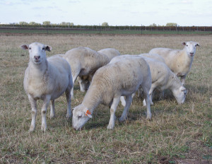 2Wiltipoll Sheep 05.11