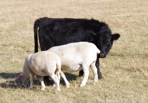 dexter heifer and Wiltipoll sheep 05.11