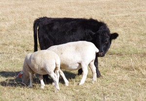 Dexter heifer, Rhubarb, grazing with Wiltipolls